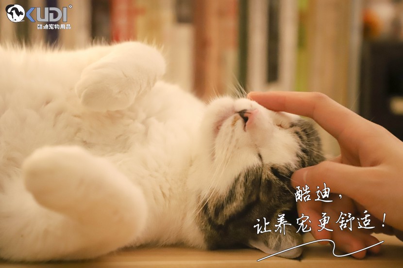 猫咪不停挠痒痒可不仅仅是因为跳蚤
