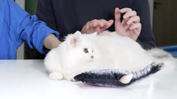 在亚马逊上暴卖的一些有趣的产品