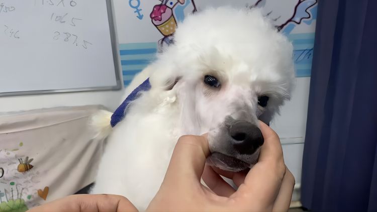 怎么给贵宾犬剃个脸？全面掌握贵宾脸剃毛技巧-宠物美容入门
