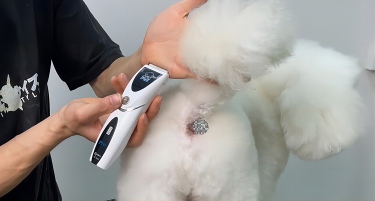 怎么给狗狗剃肛周毛？-宠物美容入门