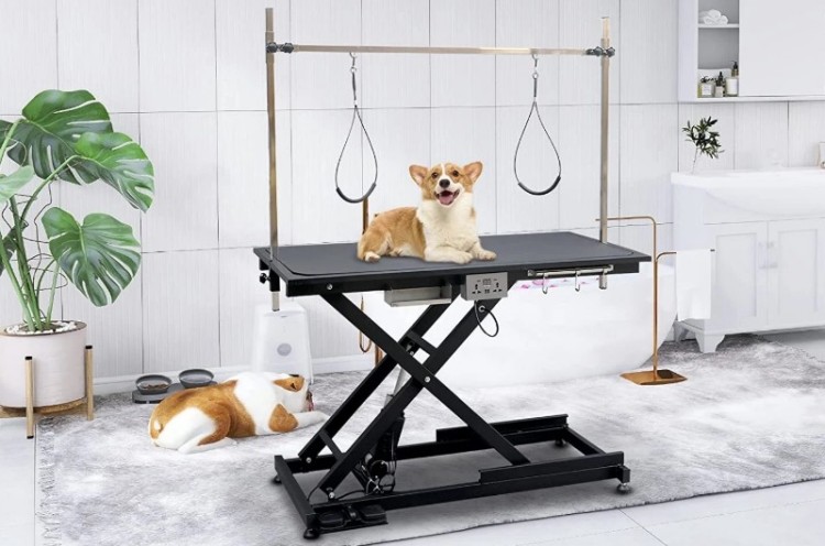 快速掌握控犬技巧