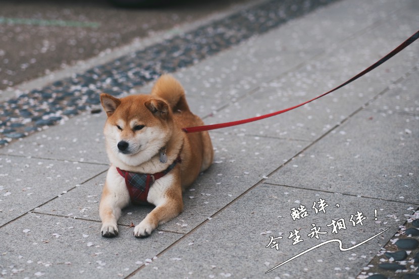 宠物狗
