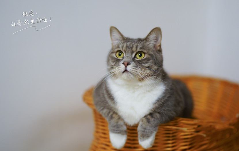 猫咪