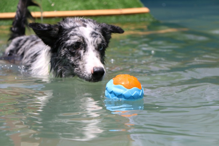 dog-ball.jpg