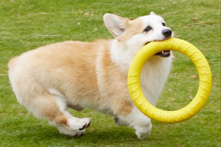 dog-toy-ring.jpg