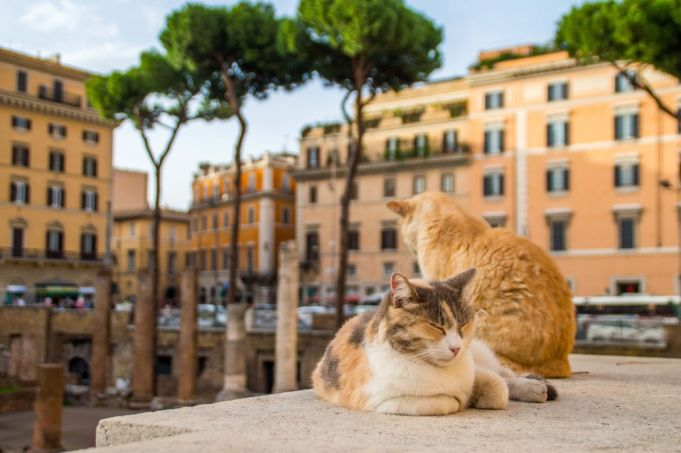 Rome stray cats.png